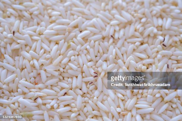 full frame shot of sticky rice with rice weevils - rice weevil stock pictures, royalty-free photos & images