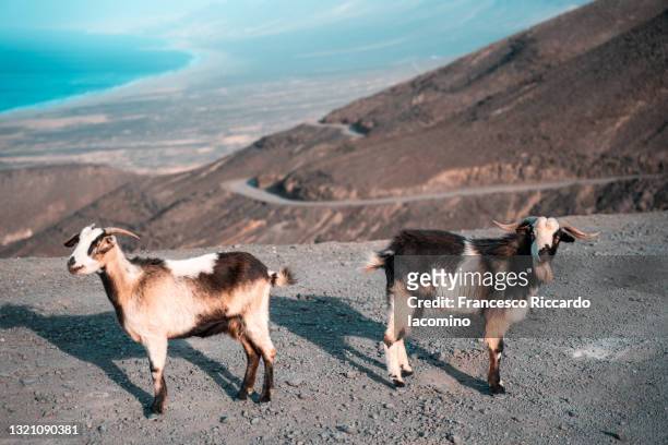 wild goats on the mountain coast of fuerteventura, near cofete, canary islands - fuerteventura fotografías e imágenes de stock