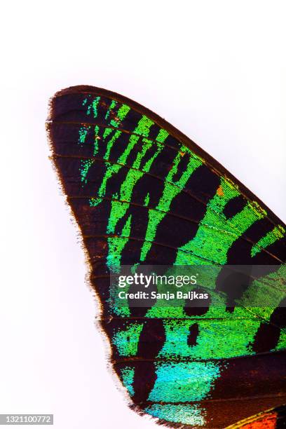 close-up detail of butterfly wing - sunset moth stock-fotos und bilder