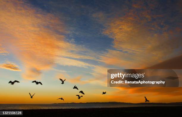 silhouette of a flock of birds flying over coastal landscape at sunset, new zealand - flock of birds stock pictures, royalty-free photos & images