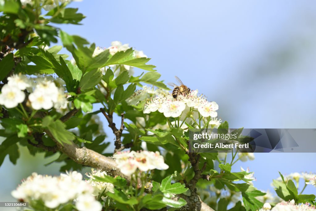 Blühender Baum mit Biene