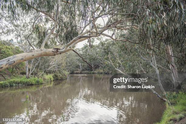 merri creek flowing to join the yarra river in melbourne - brook stock pictures, royalty-free photos & images
