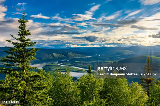 scenic view of pine trees against sky,dawson,yukon territory,canada - yukón fotografías e imágenes de stock