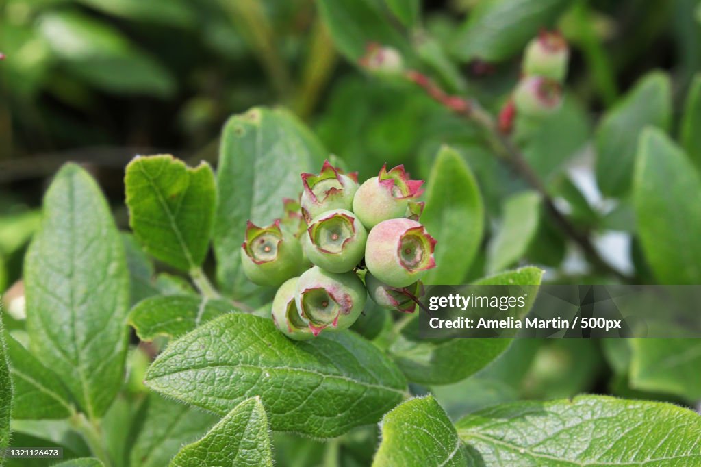 Close-up of red flowering plant