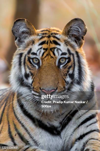 close-up portrait of tiger,india - tigron photos et images de collection