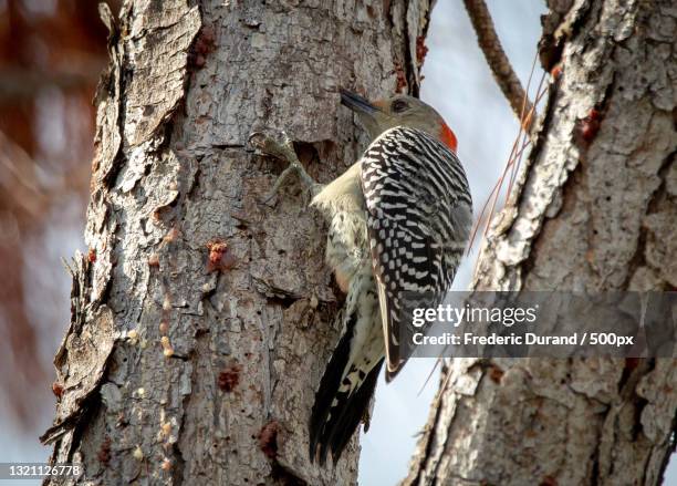 a starling feeding its babies,united states,usa - woodpecker stock pictures, royalty-free photos & images