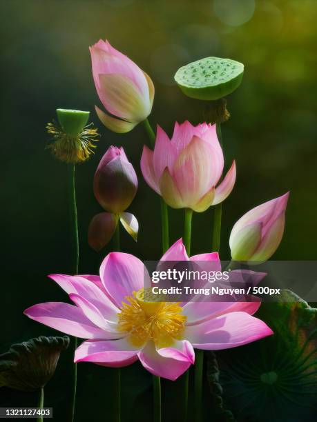 close-up of pink water lily - nénuphar photos et images de collection