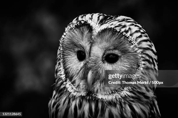 close-up portrait of owl,germany - ural owl stock pictures, royalty-free photos & images