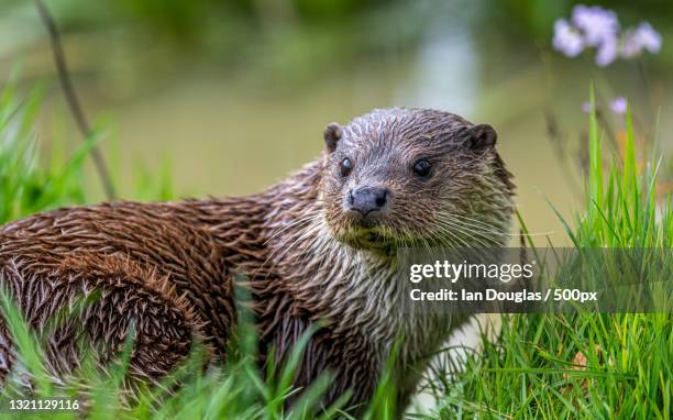 close-up of hedgehog on field,suffolk,united kingdom,uk - lutra lutra - fotografias e filmes do acervo