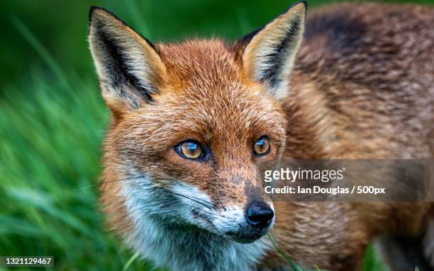 close-up portrait of red fox,suffolk,united kingdom,uk - volpe foto e immagini stock
