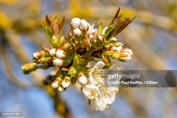 close-up of white flowering plant,rue kiem,junglinster,luxembourg - keiffer stock pictures, royalty-free photos & images