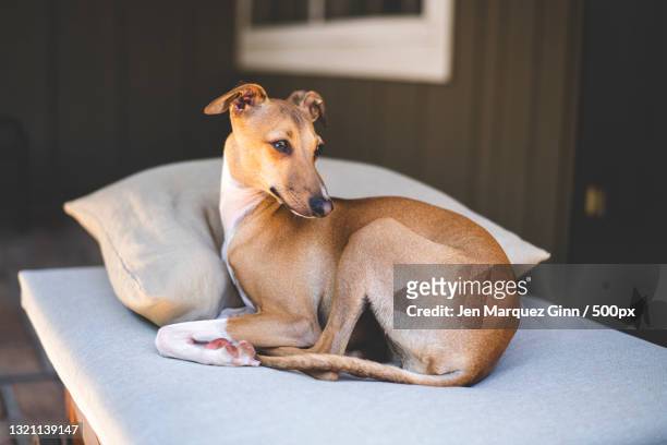 portrait of greyhound sitting on sofa at home,los gatos,california,united states,usa - greyhounds imagens e fotografias de stock
