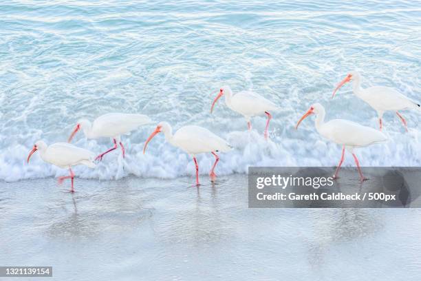 close-up of flamingos in lake,naples,florida,united states,usa - nápoles florida fotografías e imágenes de stock