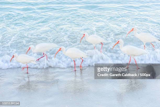 close-up of flamingos in lake,naples,florida,united states,usa - naples florida stock pictures, royalty-free photos & images
