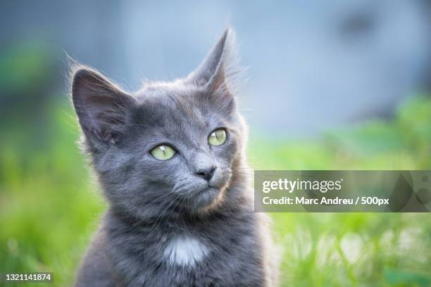 close-up portrait of cat - yeux gris stock-fotos und bilder