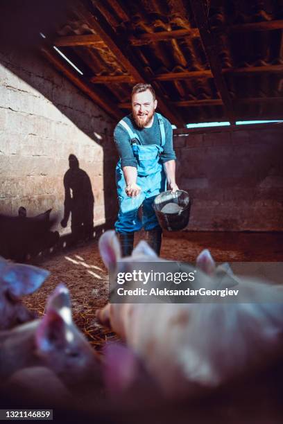 männlicher landwirt füttert seine schweineherde - schweinestall stock-fotos und bilder