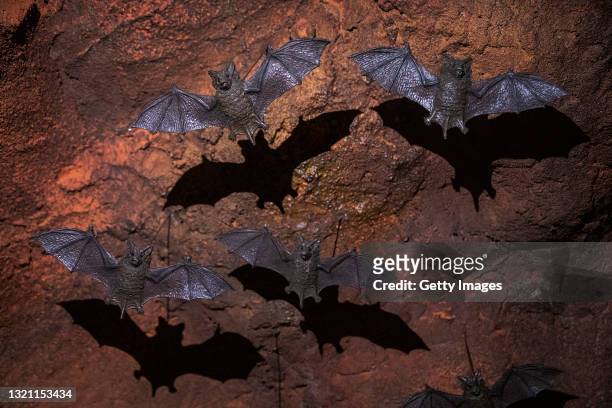 People look at a model of a bat cave at the Wuhan Nature History Museum during International Children's Day on June 1, 2021 in Wuhan, Hubei province,...