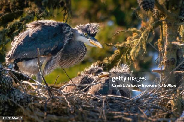 close-up of heron perching on nest,san francisco,california,united states,usa - great blue heron stock pictures, royalty-free photos & images