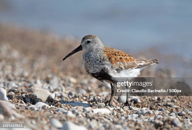 close-up of dunlin perching on shore at beach,tiny,ontario,canada - dunlin bird stock pictures, royalty-free photos & images