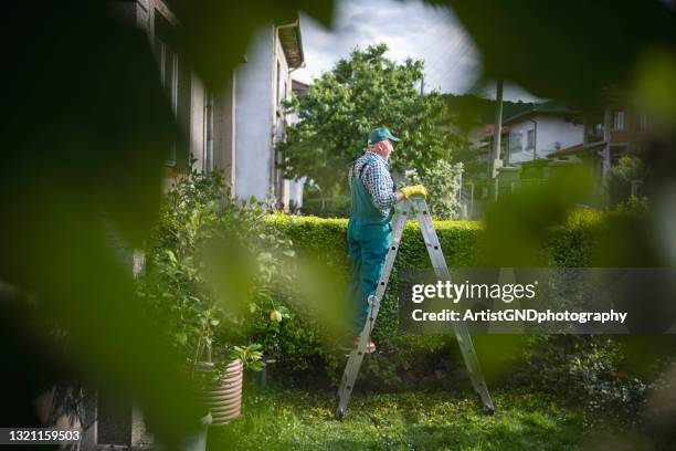 senior working in garden. - hedge trimming stock pictures, royalty-free photos & images