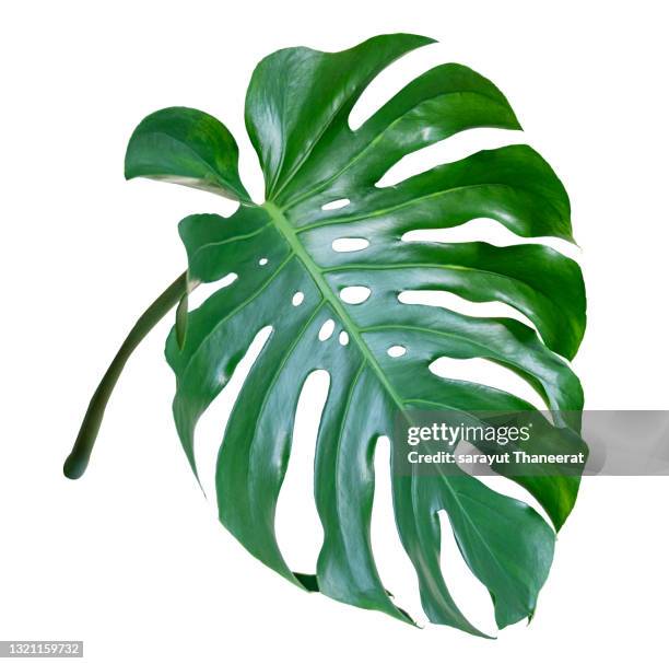 monstera leaves leaves with isolate on white background leaves on white - monstera leaf stock pictures, royalty-free photos & images