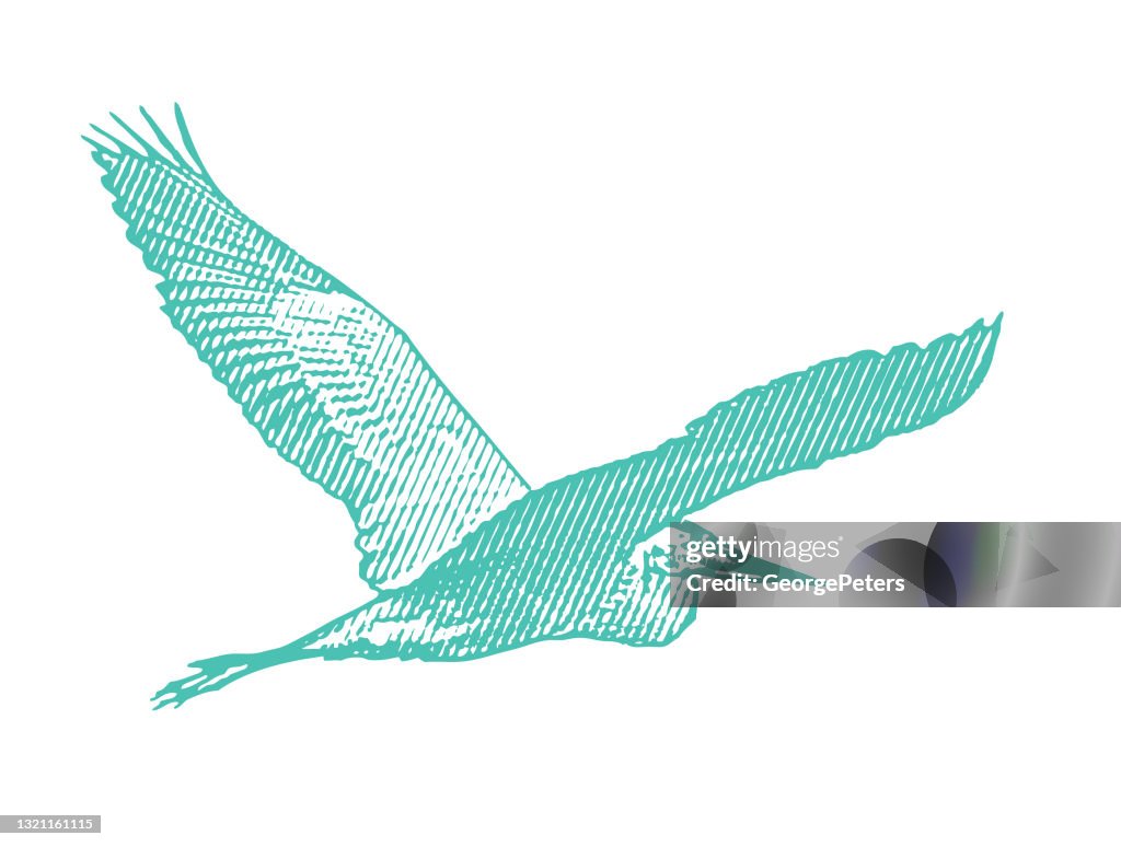 Great Blue heron flying