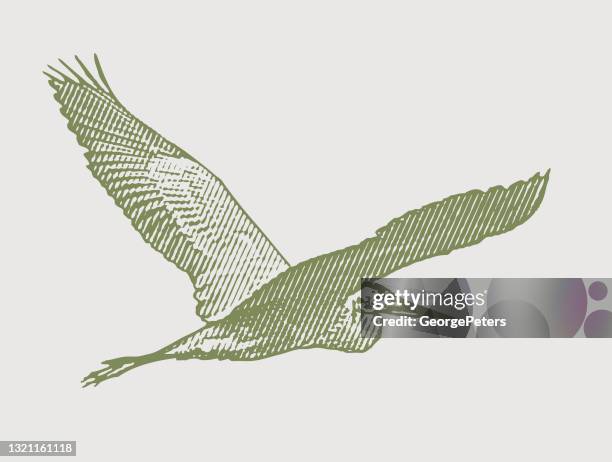 great blue heron flying - blue heron stock illustrations