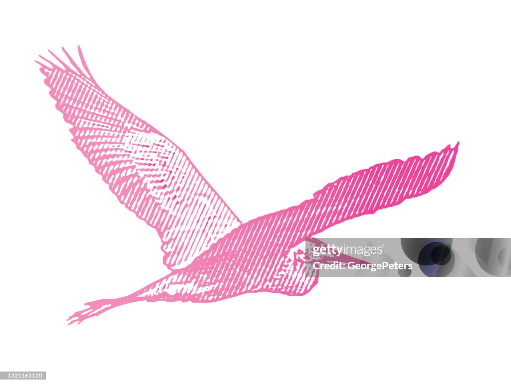 Gran garza azul volando