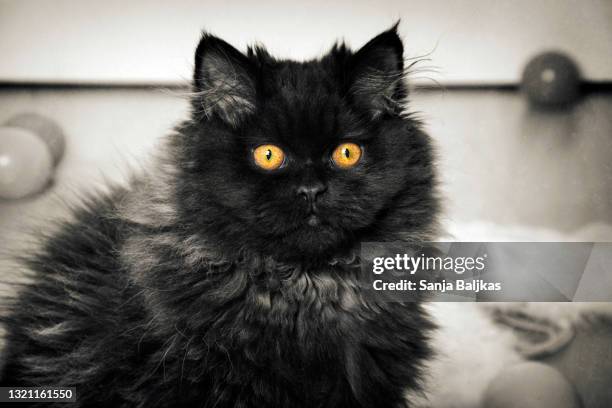 persian black cat - chat persan photos et images de collection