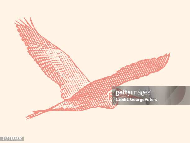 great blue heron flying - blue heron stock illustrations