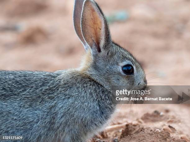 portrait of a small young rabbit in the field., (species oryctolagus cuniculus). - rabbit burrow stock pictures, royalty-free photos & images