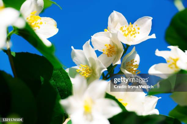 beautiful white jasmine flowers against the blue sky. - jasmine flower fotografías e imágenes de stock