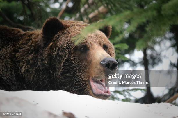 Bears In Spring 519 Bear Hibernation Stock Photos, High-Res Pictures, and Images ...