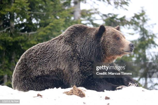 Bears In Spring Bear Hibernation Photos and Premium High Res Pictures - Getty Images