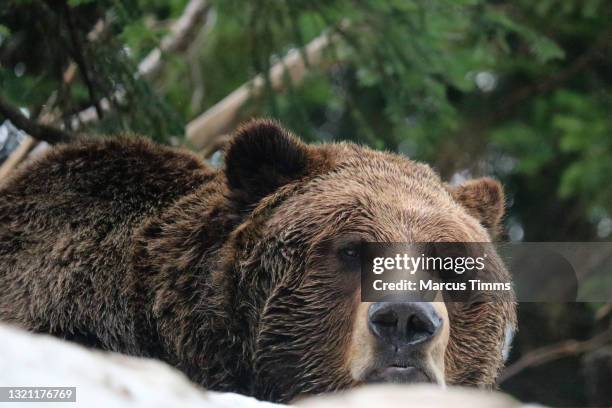 bears emerging from hibernation - hibernation stock pictures, royalty-free photos & images