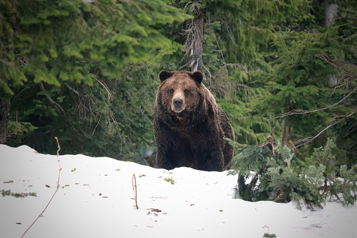 Bears emerging from Hibernation