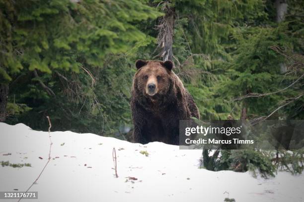 Bears In Spring 519 Bear Hibernation Stock Photos, High-Res Pictures, and Images ...