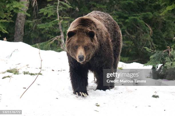 bears emerging from hibernation - grizzlies 個照片及圖片檔