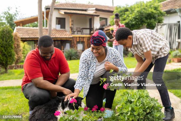 making a fuss of the dog - companion planting stock pictures, royalty-free photos & images