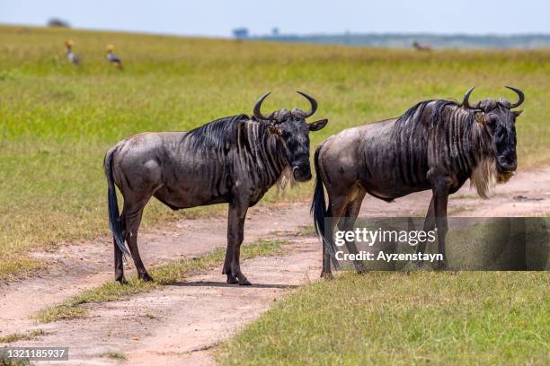 wildebeest antelope with grey crowned crane at wild - safari animals stock pictures, royalty-free photos & images