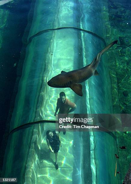 Visitors walk under a Nurse Shark as they look at it through clear plastic tunnel under the "Predator Lagoon," where many other types of fish can be...