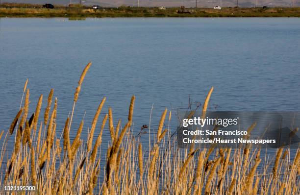 Cattails line the waters of the wetlands near Cullinan Ranch along Highway 37 in Vallejo, Calif. Friday, August 16, 2019.