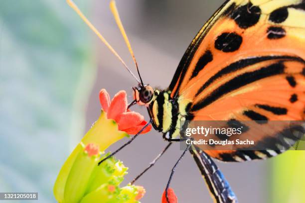 feeding butterfly on a flower - animal antenna stock pictures, royalty-free photos & images