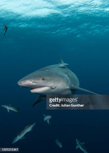 bull shark with remoras just under the surface offshore jupiter, florida - remora fish stock pictures, royalty-free photos & images