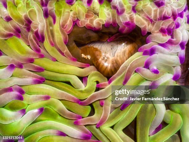 the beautiful tentacles of the snakelocks anemone can be seen on the tidal flats at low tide. anemonia viridis. - anemonia viridis stock pictures, royalty-free photos & images