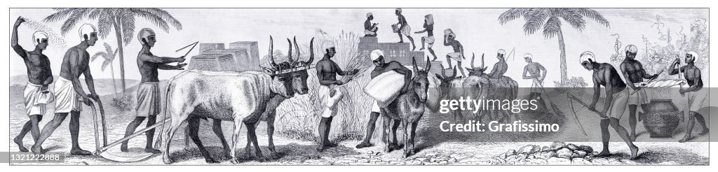 Ancient egyptian farmers on the wheat field working with oxes