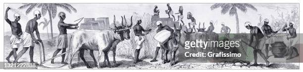 ancient egyptian farmers on the wheat field working with oxes - ancient egypt stock illustrations