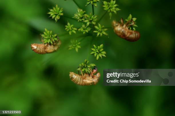 Cicedea Empty Shell Cicada Shells Photos and Premium High Res Pictures - Getty Images