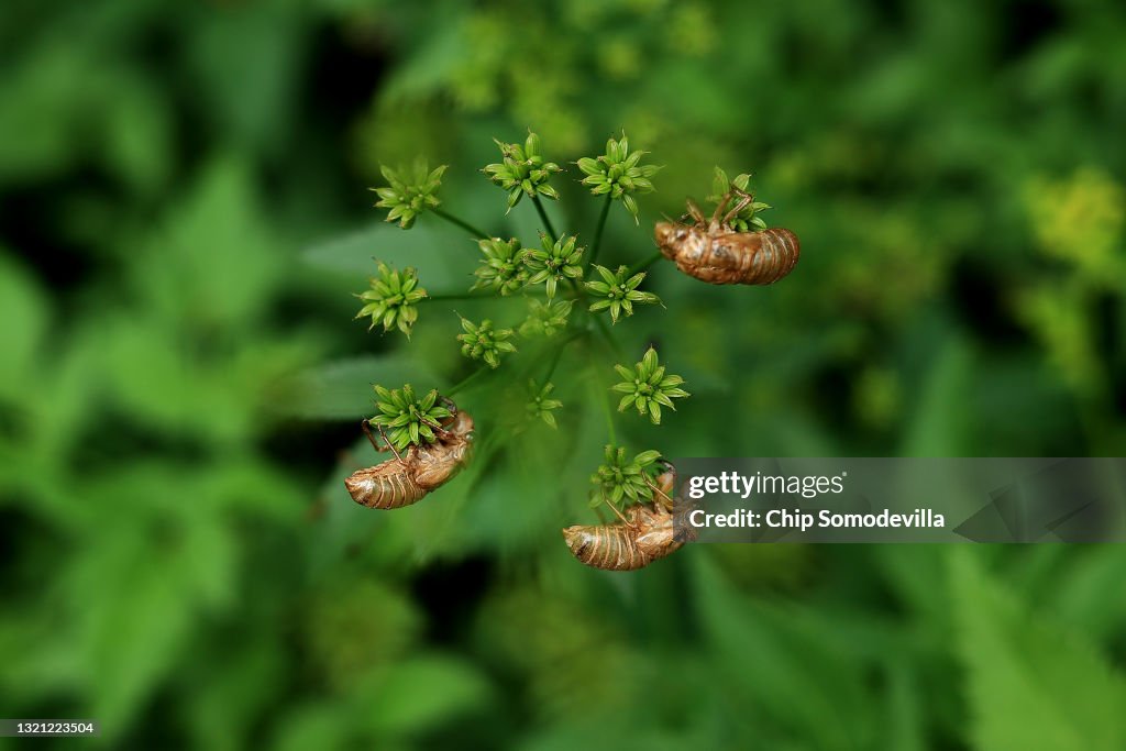 Brood X Cicadas Emerge After 17 Years Underground