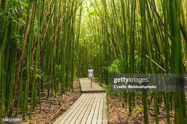 walking through the bamboo forest, pipiwai trail, maui - maui 個照片及圖片檔